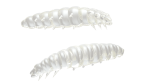LIBRA LURES LARVA 35 mm Cheese, 12 Stück, 004 silver Pearl